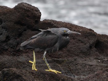 Pacific Reef Heron 真鶴岬 Sat, 2/17/2024