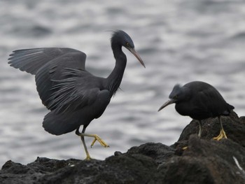 Pacific Reef Heron 真鶴岬 Sat, 2/17/2024