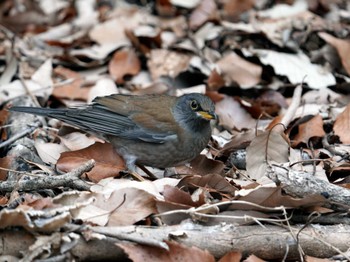 2024年2月18日(日) 名古屋平和公園の野鳥観察記録