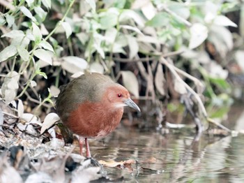 Sat, 2/17/2024 Birding report at 名古屋平和公園