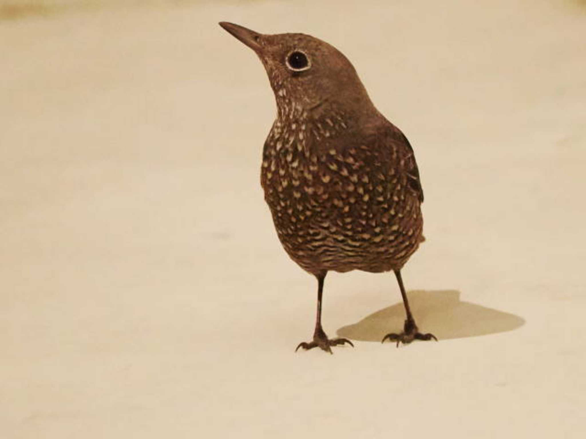 Blue Rock Thrush