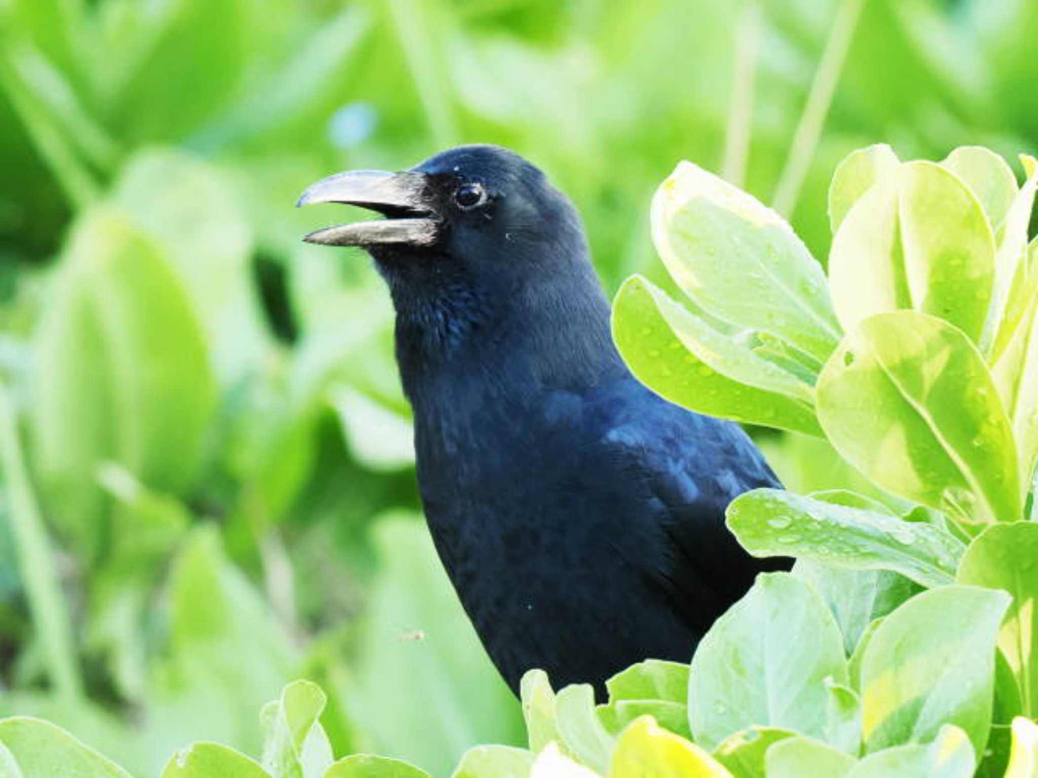 Large-billed Crow(osai)