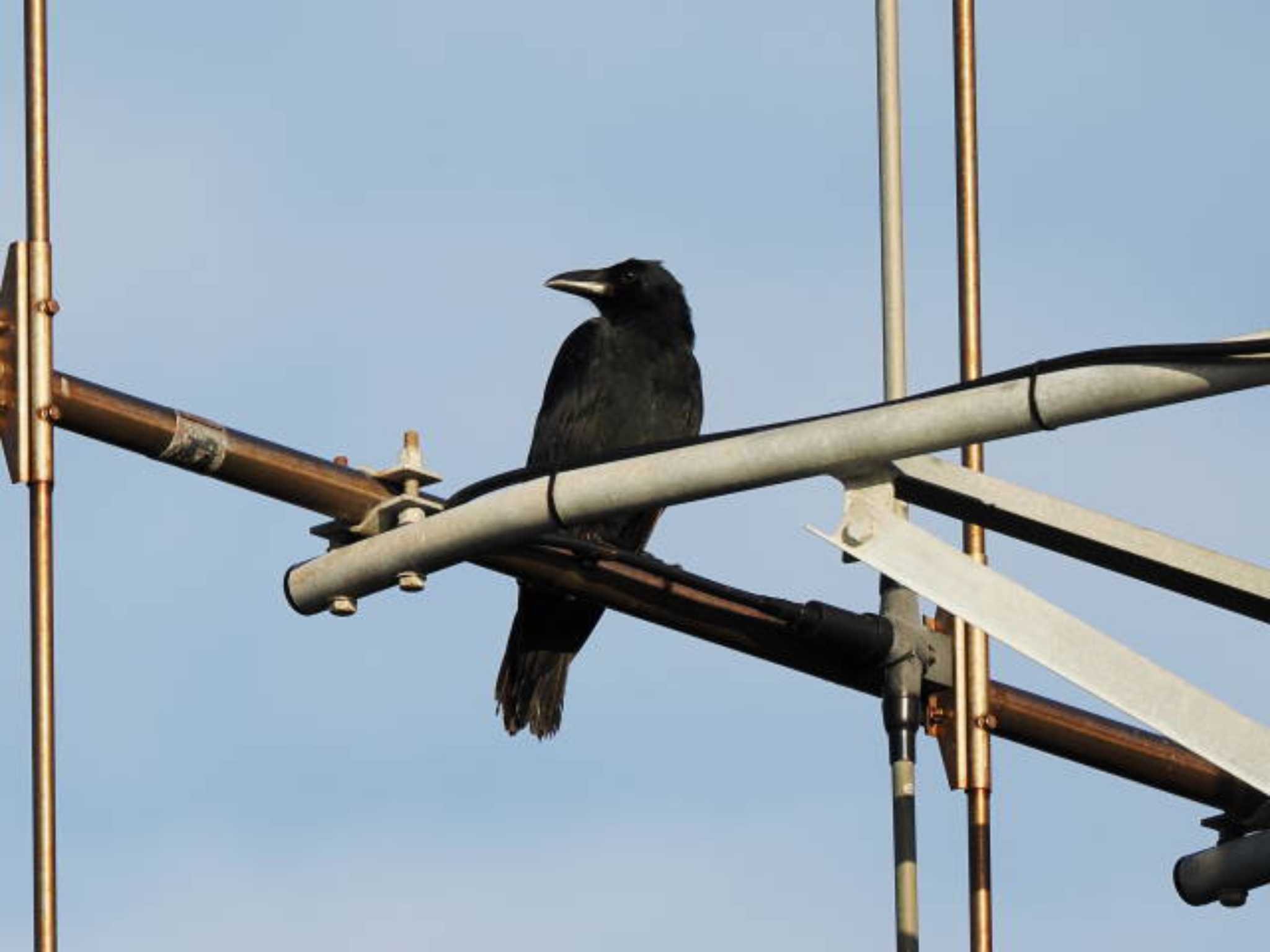 Large-billed Crow(osai)