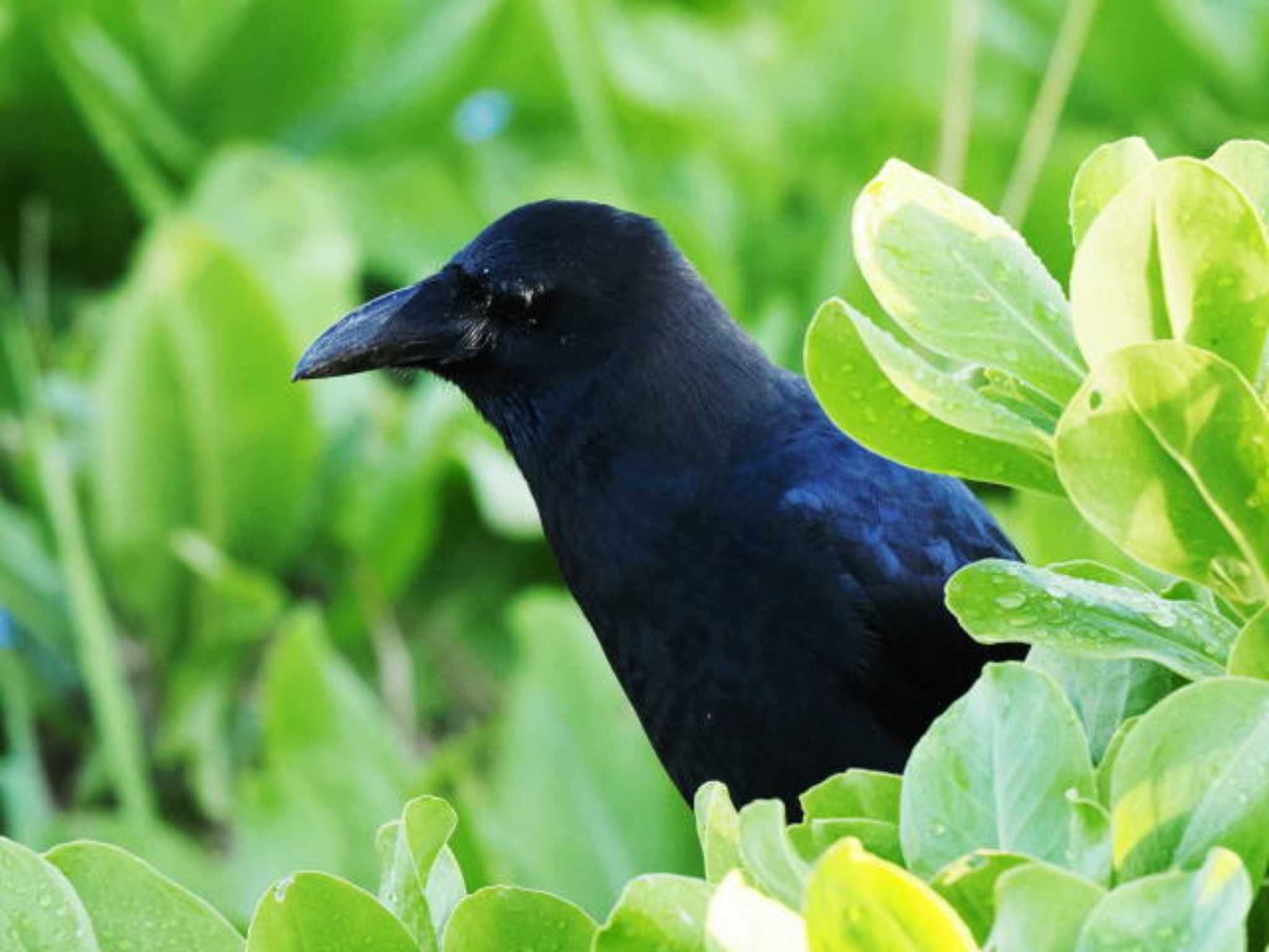 Large-billed Crow(osai)
