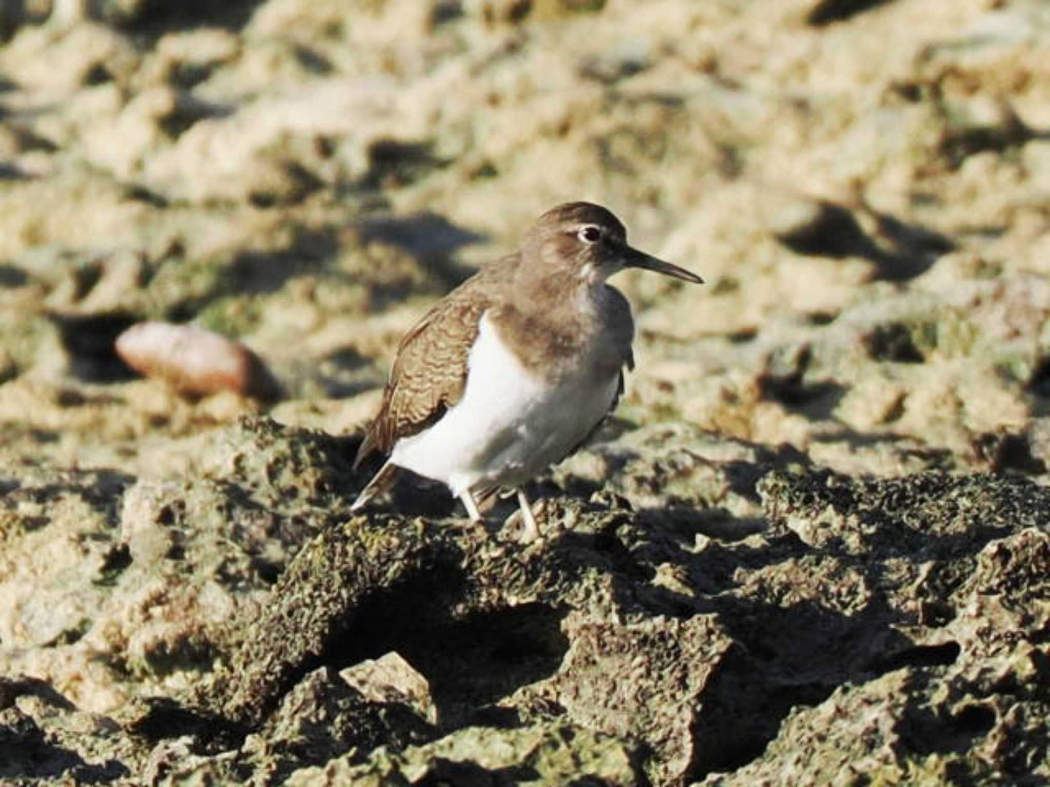 Common Sandpiper