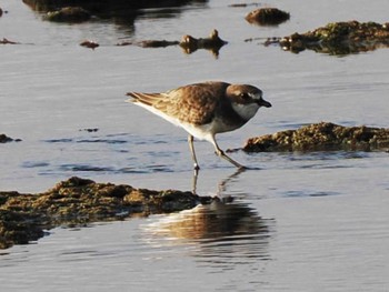 Siberian Sand Plover Ishigaki Island Wed, 10/25/2023