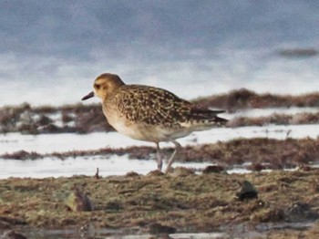 Pacific Golden Plover Ishigaki Island Wed, 10/25/2023