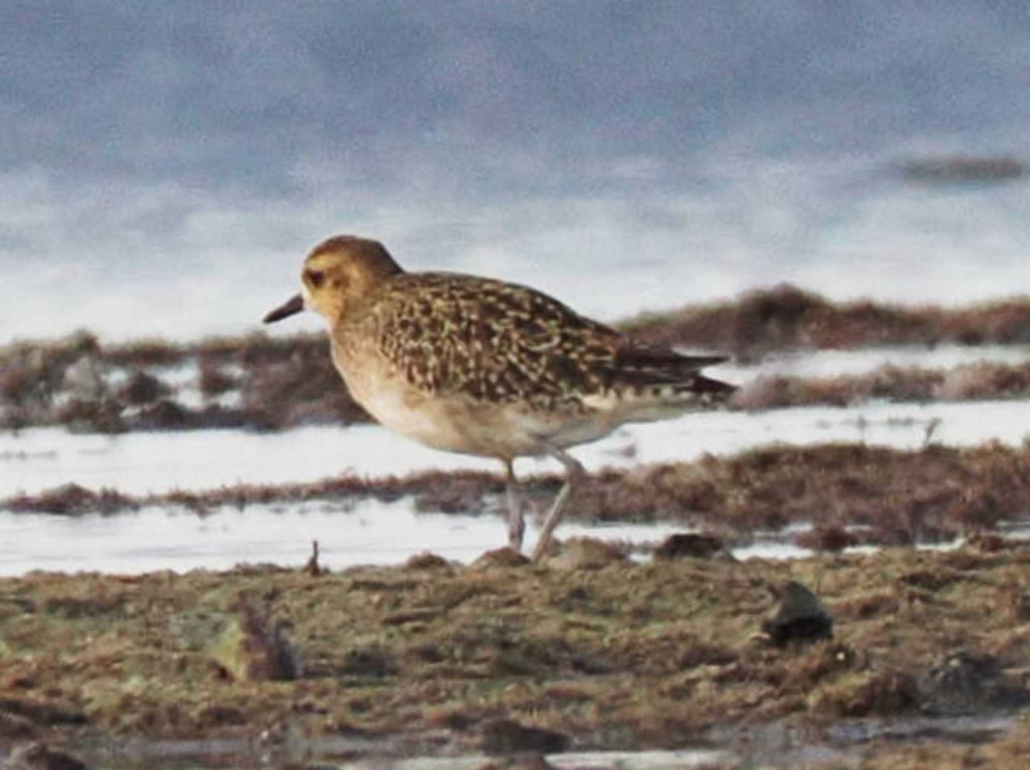 Pacific Golden Plover