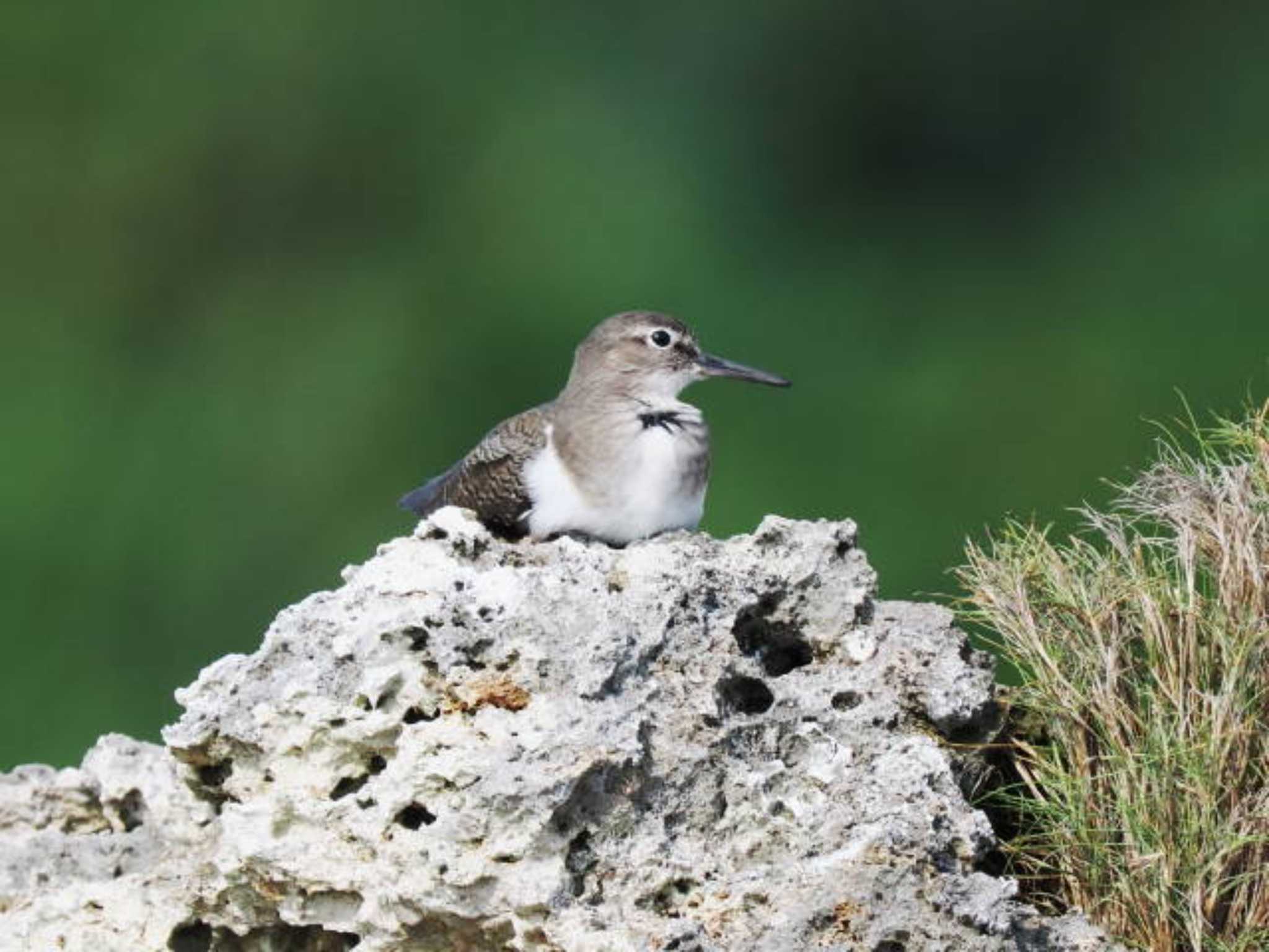 Common Sandpiper