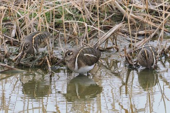 Greater Painted-snipe 平塚市 Sat, 2/17/2024