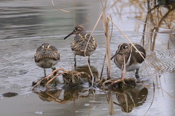 Greater Painted-snipe 平塚市 Sat, 2/17/2024