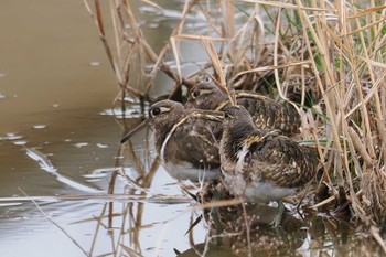 Greater Painted-snipe 平塚市 Sat, 2/17/2024