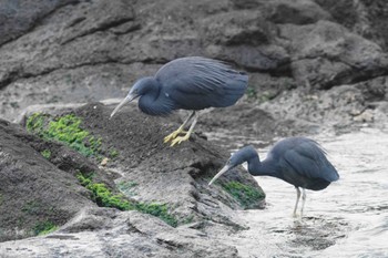 Pacific Reef Heron 真鶴岬 Wed, 2/7/2024