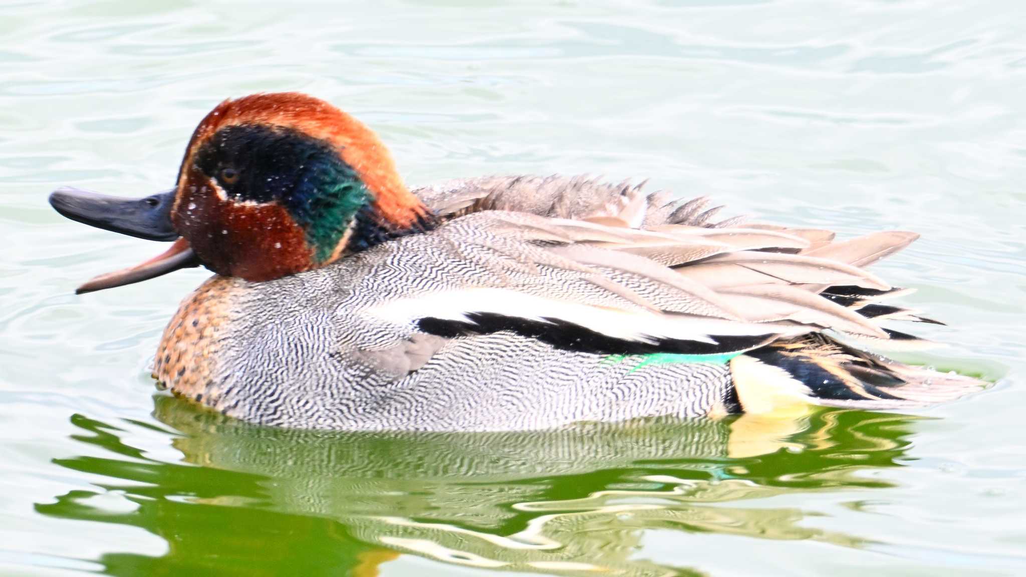 Eurasian Teal