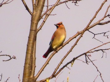 Japanese Waxwing 境川 Sun, 2/18/2024