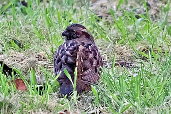 Spotted Wood Quail San Gerardo De Dota (Costa Rica) Mon, 2/12/2024