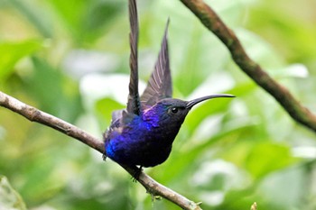 Violet Sabrewing Trogon Lodge(Costa Rica) Sat, 2/10/2024