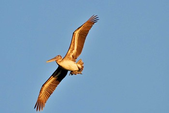 Brown Pelican Puntarenas Port Sun, 2/11/2024