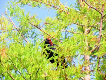 Australasian Swamphen Centennial Park (Sydney) Fri, 2/2/2024