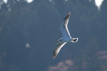 ウミネコ 宮城県本吉郡南三陸町志津川 2018年11月26日(月)