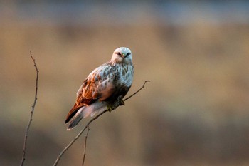 Rough-legged Buzzard 太田市 Sun, 2/18/2024