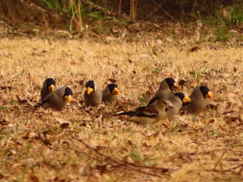 Japanese Grosbeak 下奥富河川敷公園 Sun, 2/18/2024