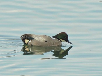 Falcated Duck 相模大堰 Sun, 2/18/2024