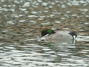 Falcated Duck 相模大堰 Sun, 2/18/2024