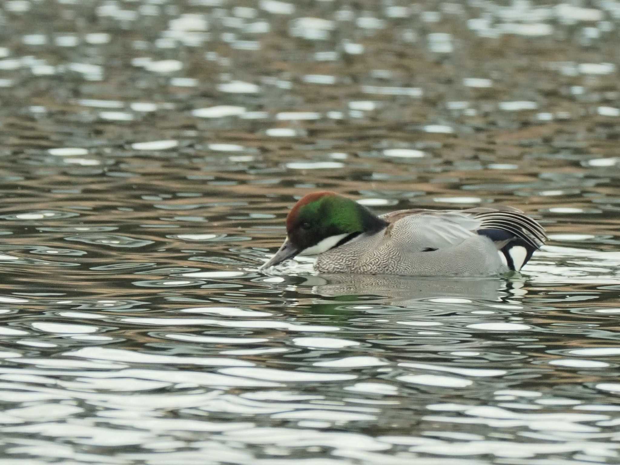 Photo of Falcated Duck at 相模大堰 by 東錦