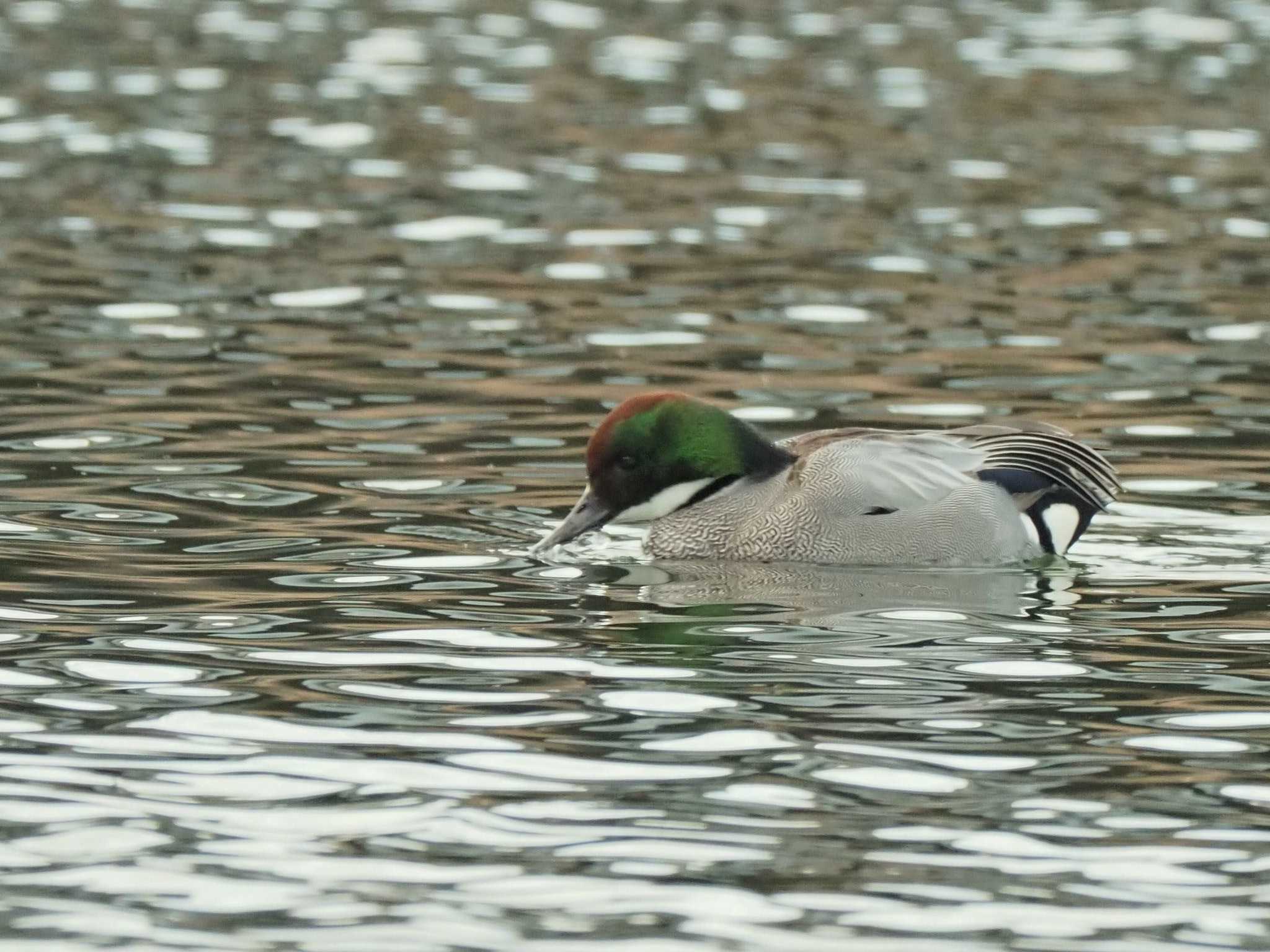 Falcated Duck