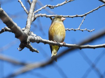 カワラヒワ 秋ヶ瀬公園 2024年2月18日(日)