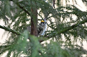 Goldcrest 栃木県 Sun, 2/18/2024