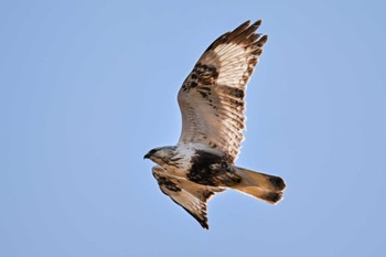 Rough-legged Buzzard 関東地方 Sat, 2/17/2024