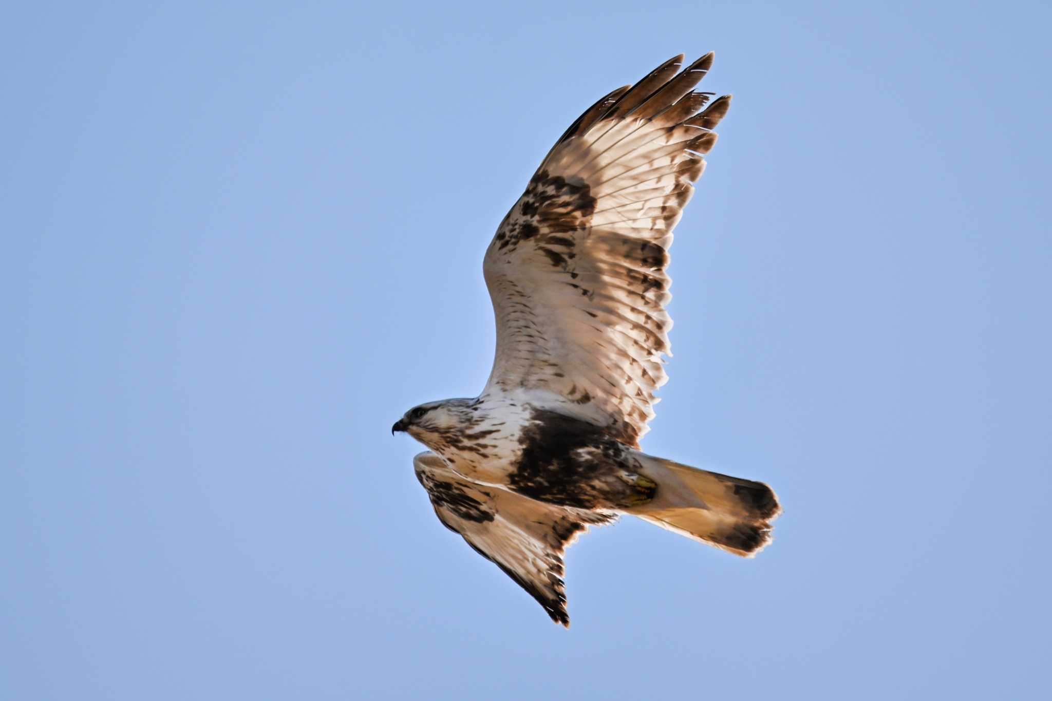 Photo of Rough-legged Buzzard at 関東地方 by Yokai