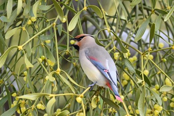 Japanese Waxwing 群馬県 Sat, 2/17/2024