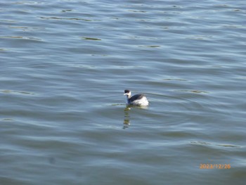 2023年12月26日(火) 水元公園の野鳥観察記録