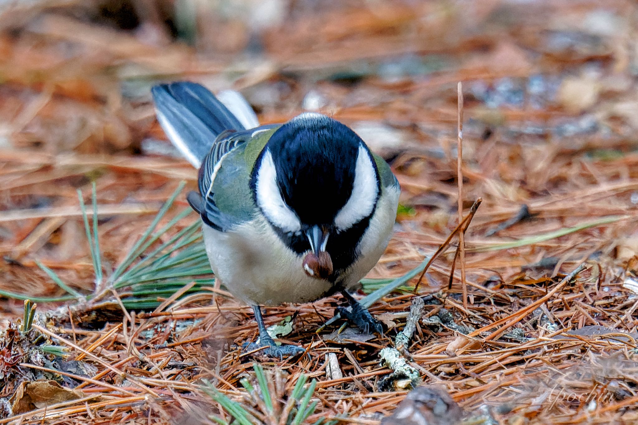 Japanese Tit