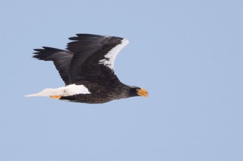 Steller's Sea Eagle 湧別川 Sun, 2/18/2024