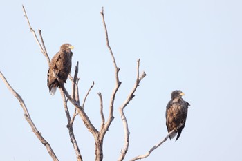 White-tailed Eagle 湧別川 Sun, 2/18/2024