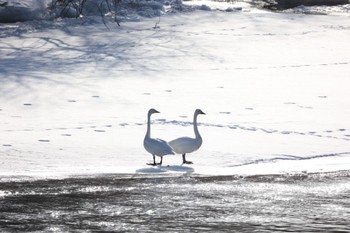 Whooper Swan 湧別川 Sun, 2/18/2024