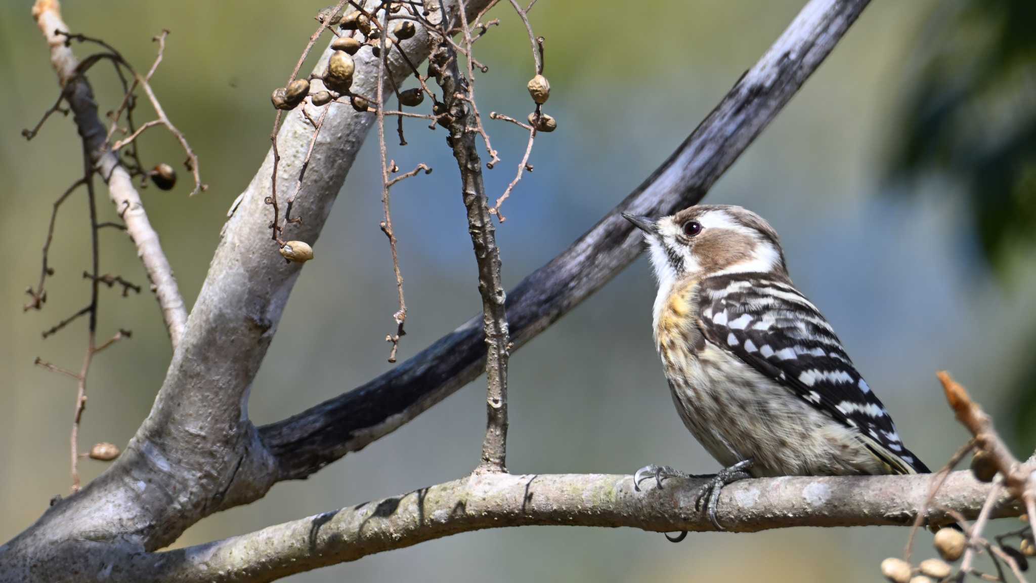 Japanese Pygmy Woodpecker