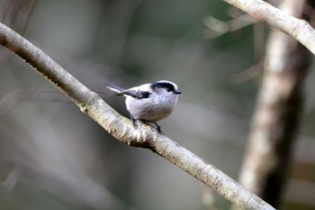 エナガ 三河湖園地 2018年11月26日(月)