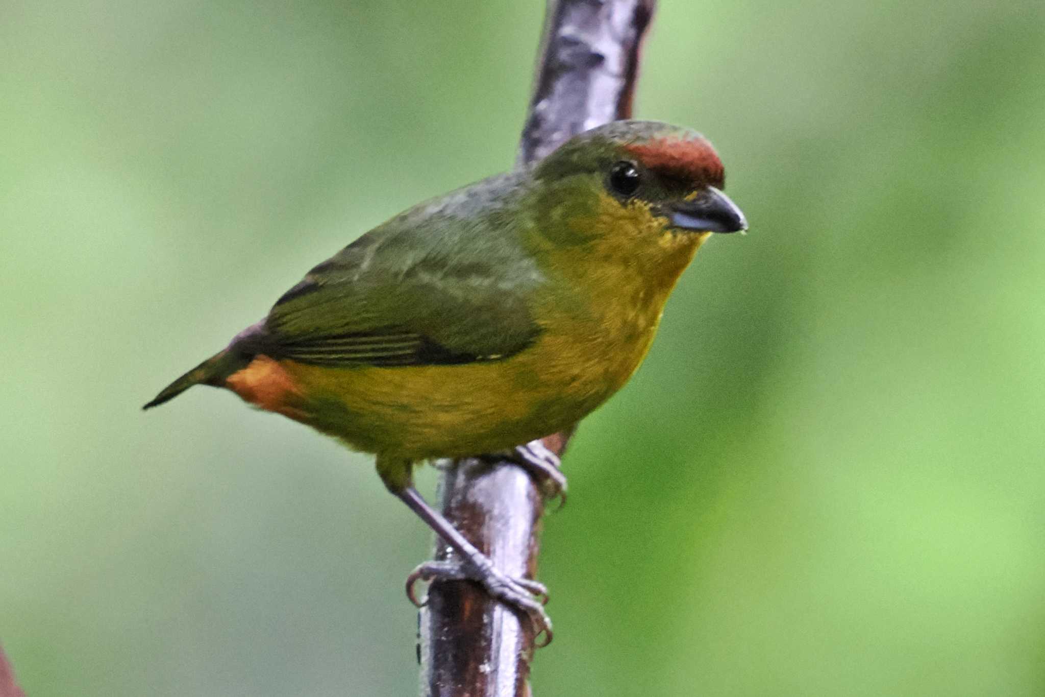 Photo of Olive-backed Euphonia at San Gerardo De Dota (Costa Rica) by 藤原奏冥