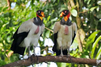 トキイロコンドル Tarcoles River Cruise(Costa Rica) 2024年2月10日(土)