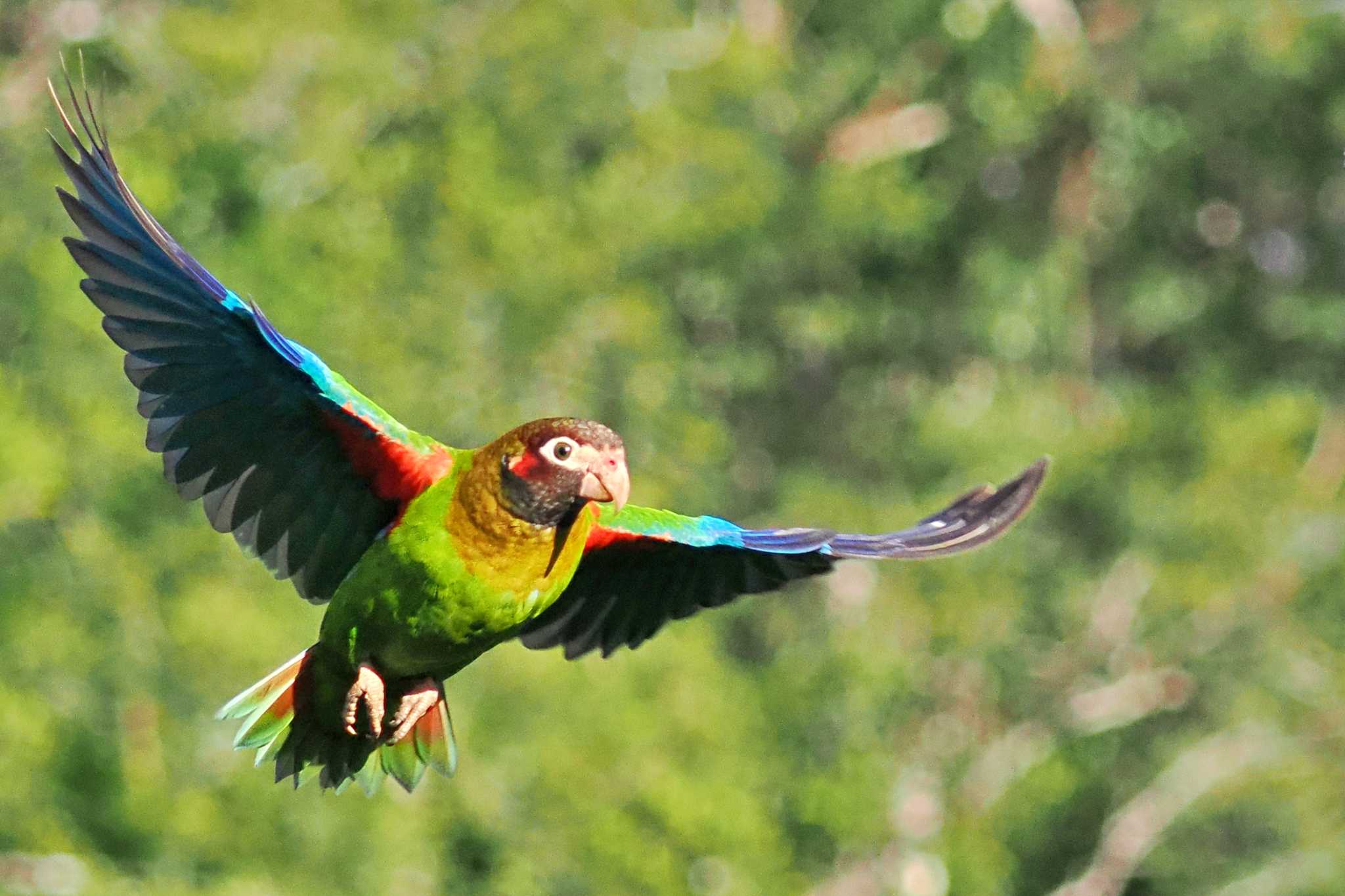 San Gerardo De Dota (Costa Rica) アカミミインコの写真 by 藤原奏冥