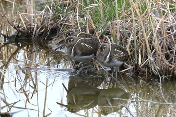 Greater Painted-snipe 平塚田んぼ Sat, 2/17/2024