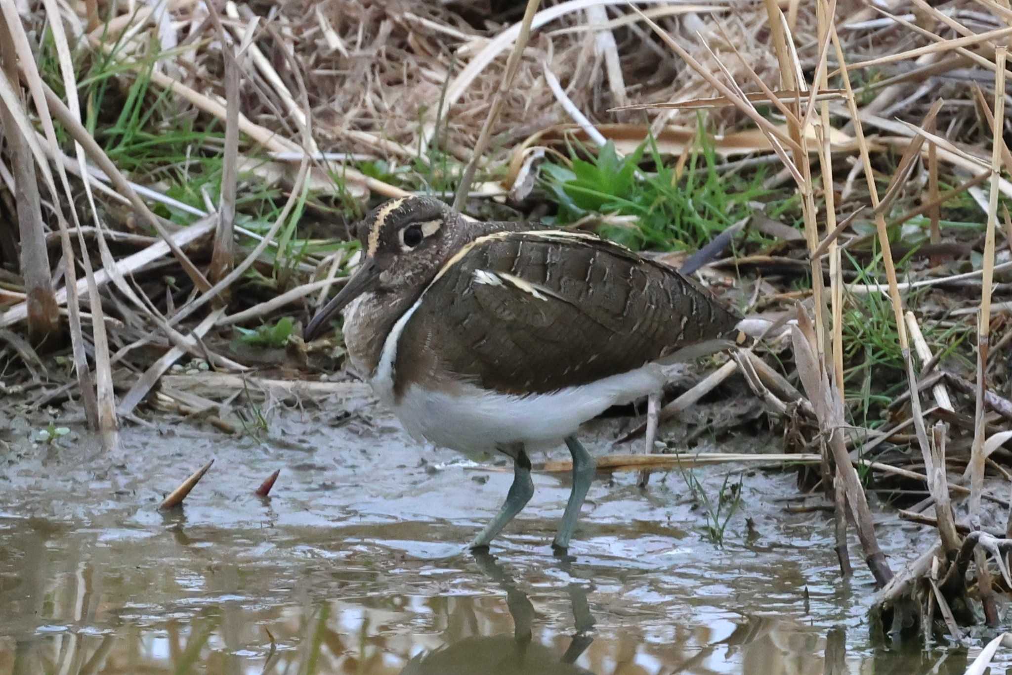 Greater Painted-snipe