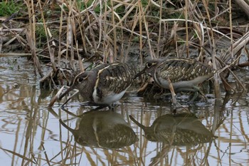 Greater Painted-snipe 平塚田んぼ Sat, 2/17/2024