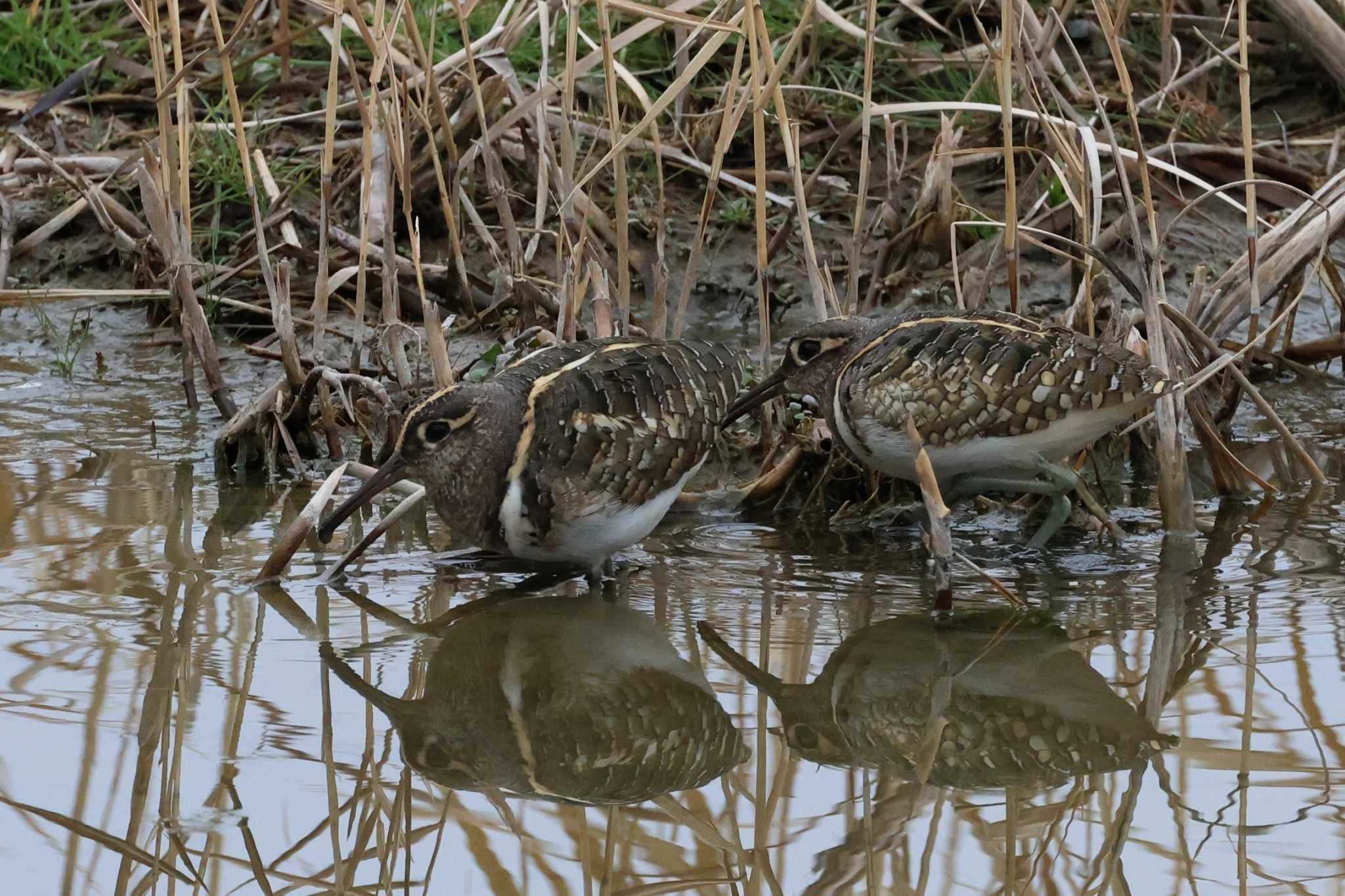 Photo of Greater Painted-snipe at 平塚田んぼ by ぼぼぼ