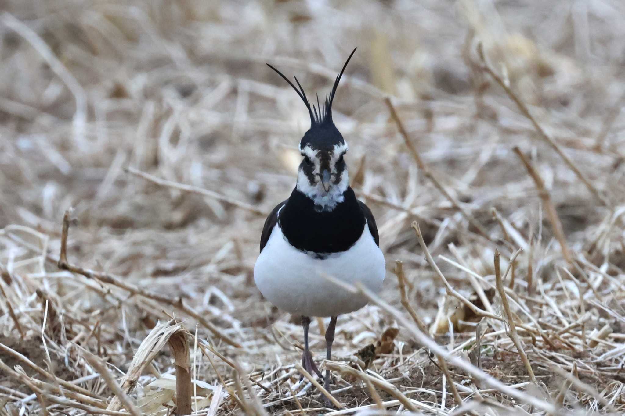 Photo of Northern Lapwing at 平塚田んぼ by ぼぼぼ